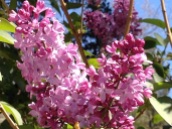 Pink lilac tree