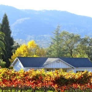 Sonoma vineyard autumn